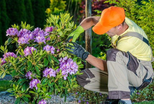 Professional hedge cutting in a Covent Garden courtyard garden